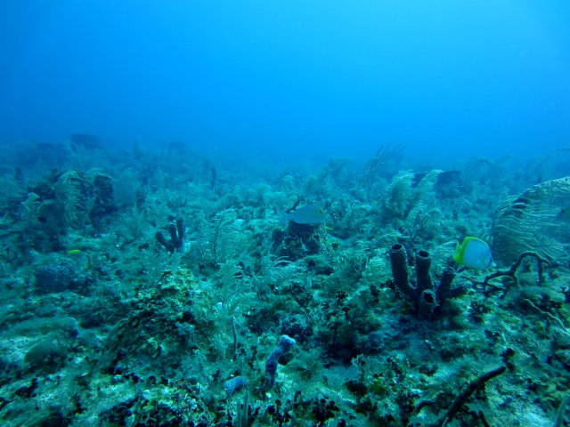 Reef and Algae